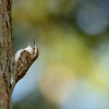 Soupalek dlouhoprsty - Certhia familiaris - Eurasian Treecreeper 0791